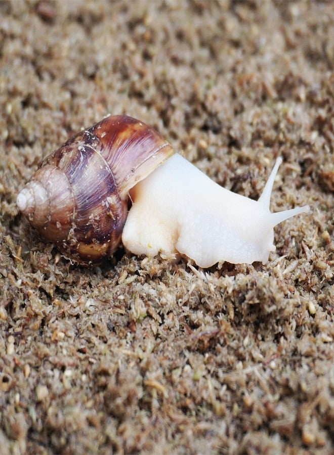 Begeterday 2 Quarts Organic Fiber Substrate for Pet Snail, Ideal Snail Terrarium Accessories for Retains Moisture - Image 3